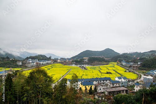 The rape flowers in the countryside surround the houses in the mountain village