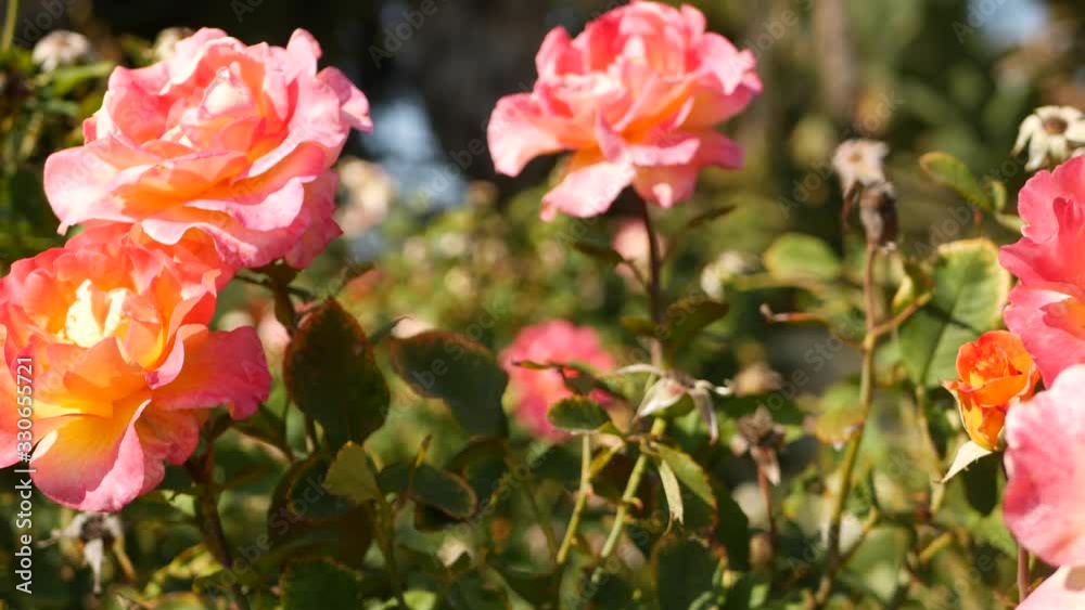 English roses garden. Rosarium Floral background. Tender flowers Blooming, honey bee collects pollen. Close-up of rosary flower bed. Flowering bush, selective focus with insects and delicate petals English roses garden. Rosarium Floral background. Tender flowers Blooming, honey bee collects pollen. Close-up of rosary flower bed. Flowering bush, selective focus with insects and delicate petals