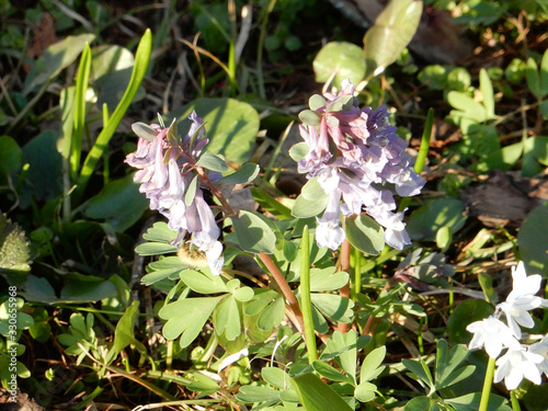 Tender spring lilac flowers of Corydalis on a blurry background
