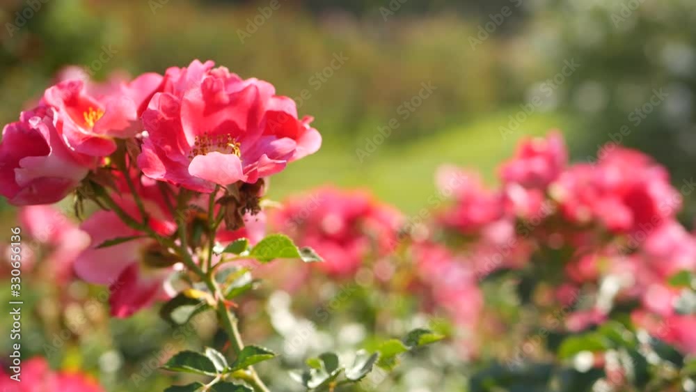 English roses garden. Rosarium Floral background. Tender flowers Blooming, honey bee collects pollen. Close-up of rosary flower bed. Flowering bush, selective focus with insects and delicate petals English roses garden. Rosarium Floral background. Tender flowers Blooming, honey bee collects pollen. Close-up of rosary flower bed. Flowering bush, selective focus with insects and delicate petals