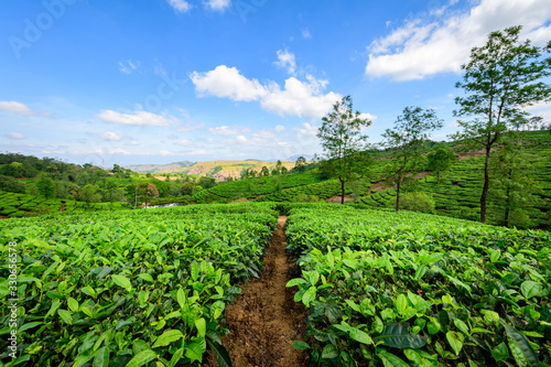 Beautiful view of tea plantation in Vagamon, Kerala, India. © Preju