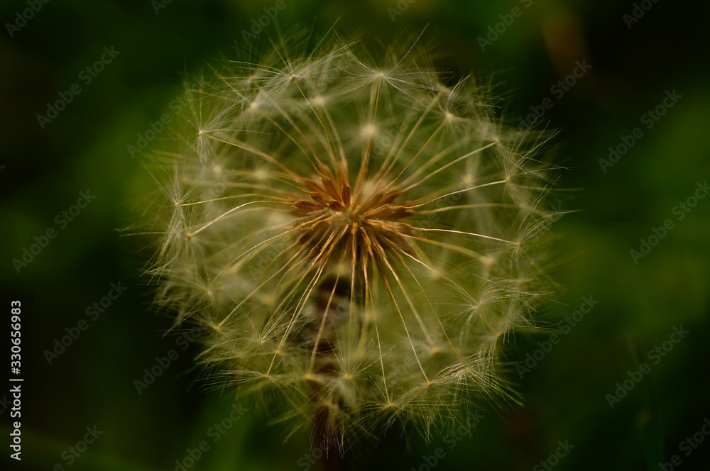 dandelion on green background dandelion on green background