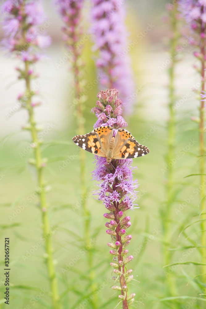 Liatra, kwitnące kwiaty i motyle Stock Photo | Adobe Stock