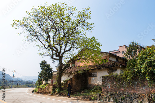 Blue sky and white clouds, the fields and trees in front of and behind the old houses in the countryside © chen
