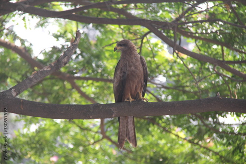 Bird Photo - Kite on a Tree Near View
