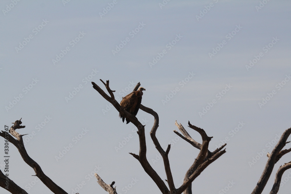 Cape Vulture Sitting on Dry Tree Branch Cape Vulture Sitting on Dry Tree Branch