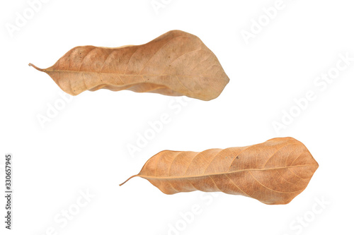 Brown dry leaves isolated over white background.