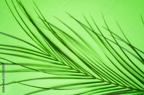 Tropical palm leaves on green background