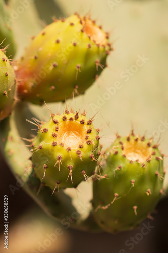 large cactus leaves with prickly fruits