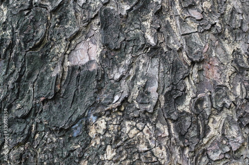  Pattern of the surface of the tree trunk