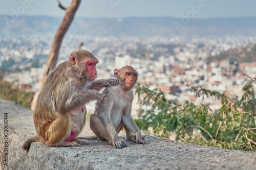 monkey care © Nikita