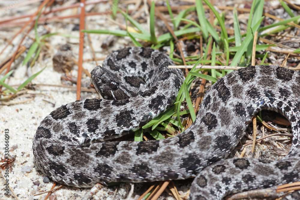 Zwergklapperschlange im Okaloosa County, Florida, USA foto de Stock ...