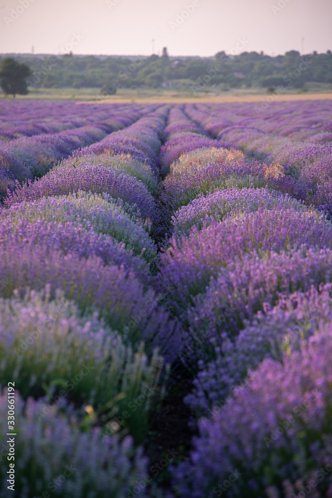 Naklejka premium a close up of lavender flowers at sunset.