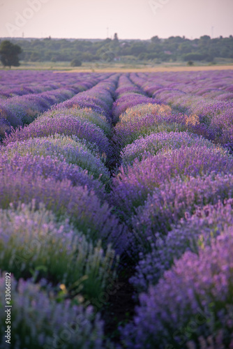 a close up of lavender flowers at sunset.