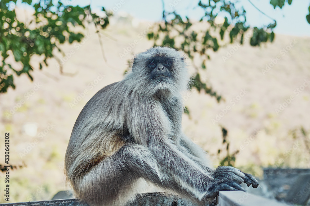 Obraz premium angry monkey