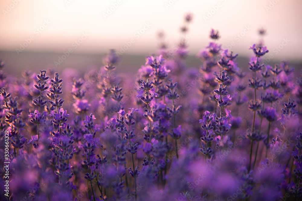 Fototapeta a close up of lavender flowers at sunset.