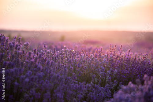 a close up of lavender flowers at sunset.