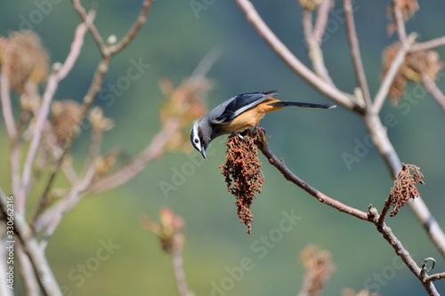 White-eared Sibia bird. (Heterophasia auricularis) photo