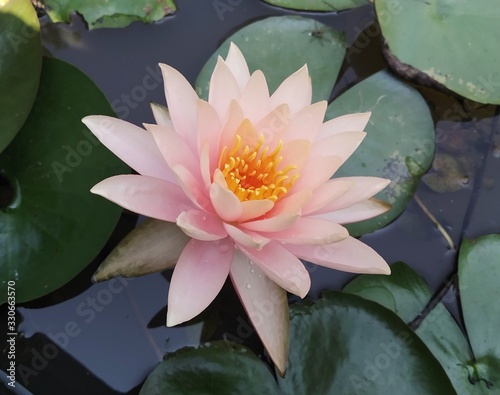 pink lily alone at natural garden