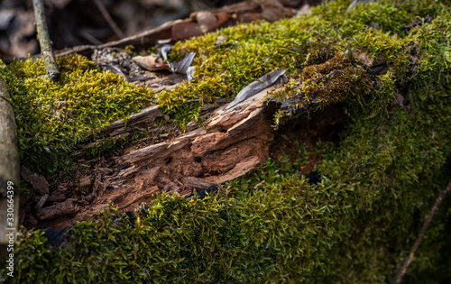 a tree becoming over moss