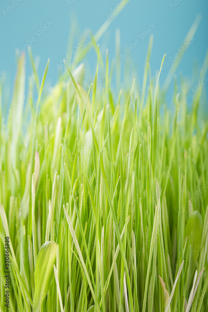 Blurred fresh green grass with  bokeh in spring. Color blue  background. Clean environment.