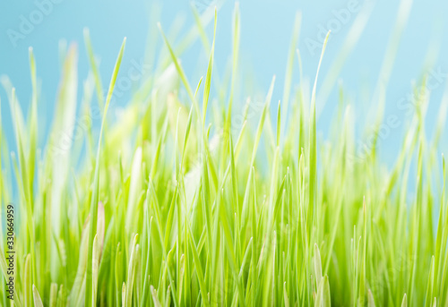 Blurred fresh green grass with bokeh in spring. Color blue background. Clean environment.
