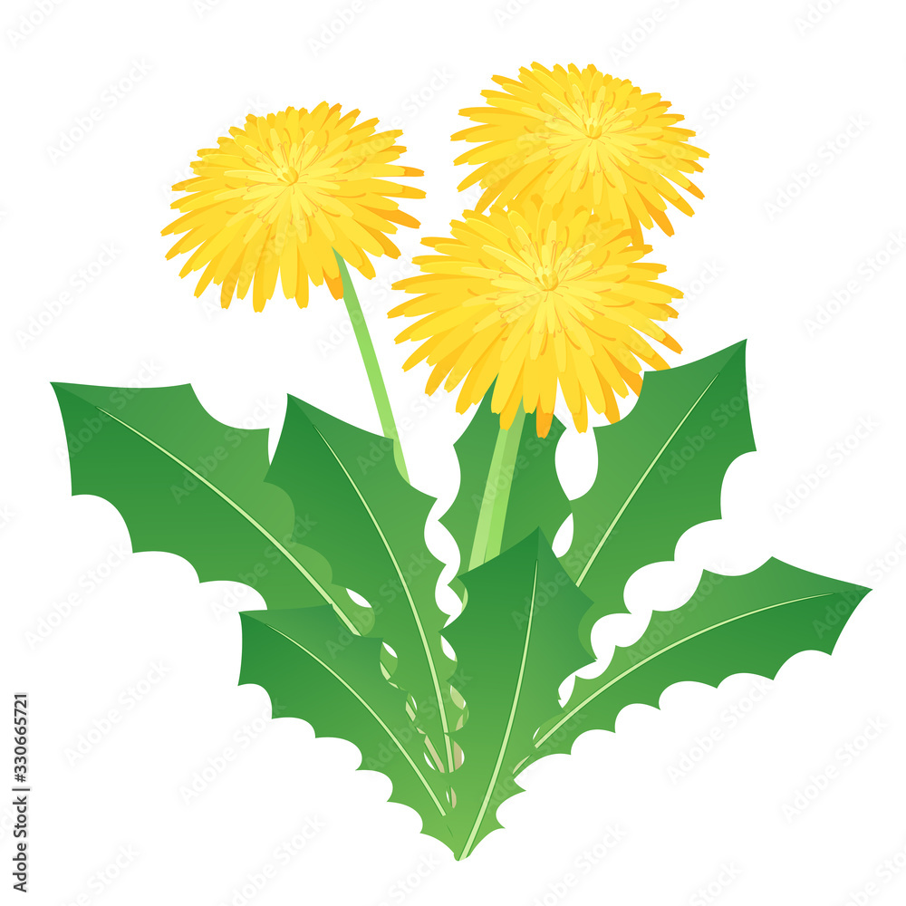 たんぽぽのイラスト 3 Stock Vector Adobe Stock