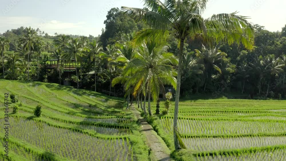 View from above, stunning aerial view of the Jatiluwih rice terrace fields during sunrise. Jatiluwih rice fields are a series of rice paddies located in Tabanan Regency, north Bali, Indonesia. View from above, stunning aerial view of the Jatiluwih rice terrace fields during sunrise. Jatiluwih rice fields are a series of rice paddies located in Tabanan Regency, north Bali, Indonesia.