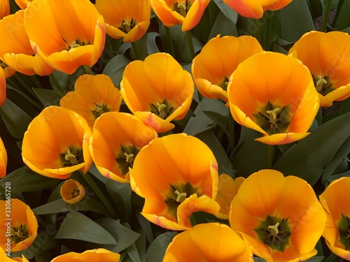 Orange Tulips in a Garden