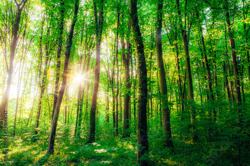 a spring forest trees. nature green wood sunlight backgrounds.