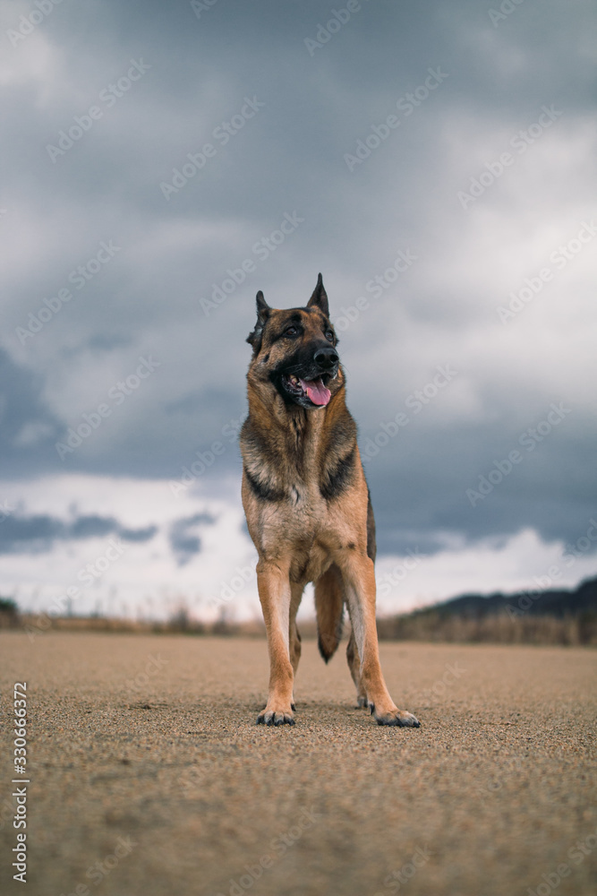 a german shepherd is in a large field. the ground is brown dirt. it is a very cloudy and looks like it is going to rain. you can see some trees and mountains in the background.and the gsd is beautiful a german shepherd is in a large field. the ground is brown dirt. it is a very cloudy and looks like it is going to rain. you can see some trees and mountains in the background.and the gsd is beautiful