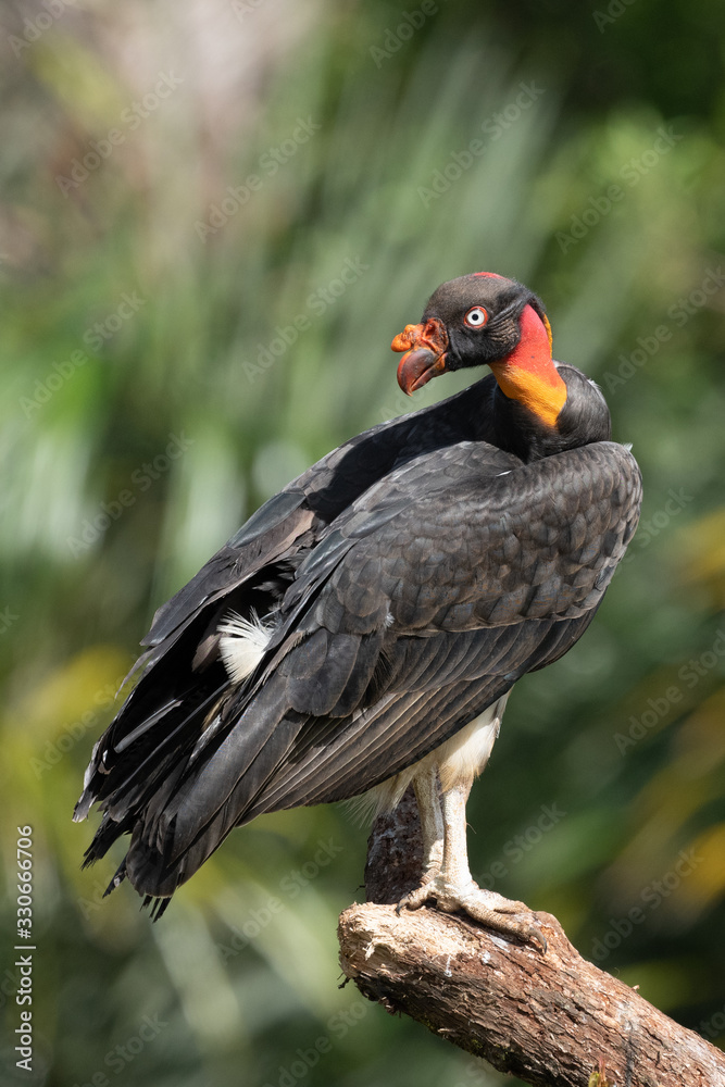 Obraz premium King vulture, Sarcoramphus papa, large bird found in Central and South America. Flying bird, forest in the background. Wildlife scene from tropic nature. Red head bird. Condor with open wing, Panama