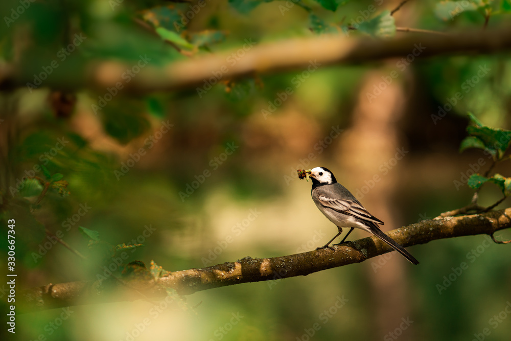 Obraz premium Sustenance