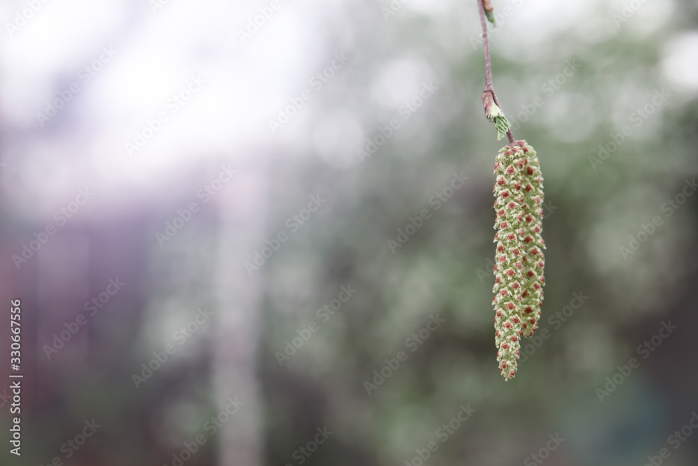 Earrings on a birch tree. Birch seeds on a branch in the morning cool foggy weather at dawn. Betula pendula, silver birch, warty, European white birch. Earrings on a birch tree. Birch seeds on a branch in the morning cool foggy weather at dawn. Betula pendula, silver birch, warty, European white birch.