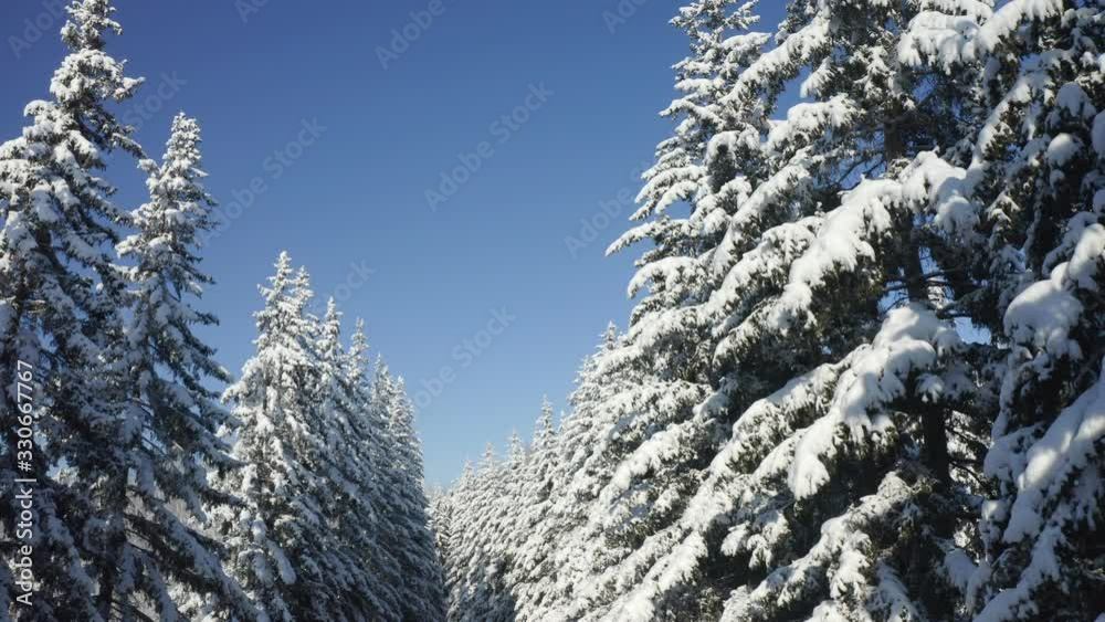 Breathtaking fly over frozen snowy fir and pine trees . Nature concept. Winter time, coziness, enjoying the landscape. No people around, wild nature Breathtaking fly over frozen snowy fir and pine trees . Nature concept. Winter time, coziness, enjoying the landscape. No people around, wild nature