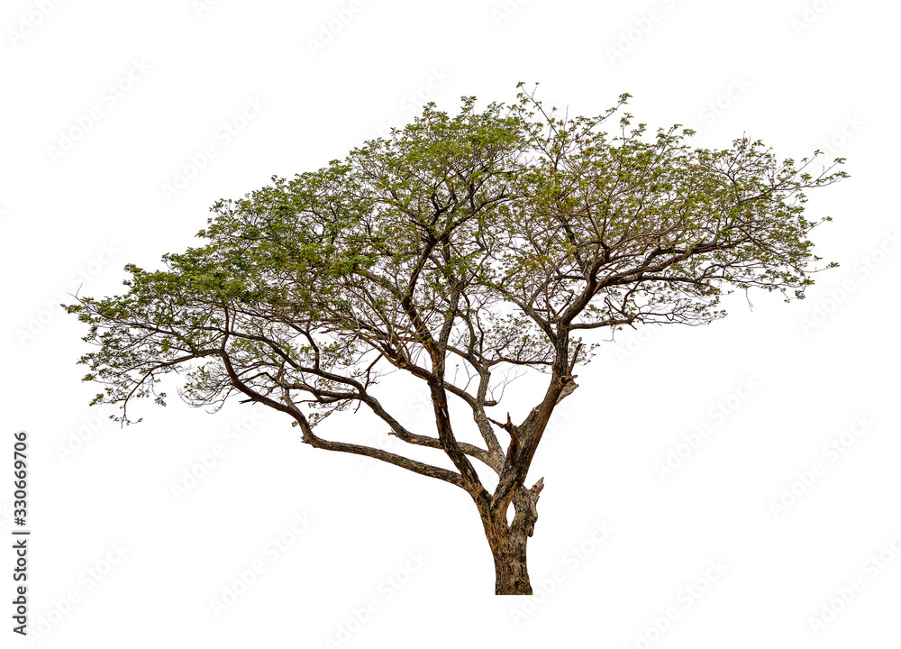 Beautiful tree isolated on white background. with clipping paths. Beautiful tree isolated on white background. with clipping paths.