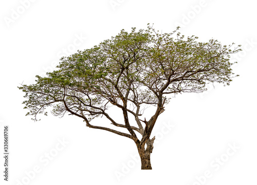Beautiful tree isolated on white background. with clipping paths.
