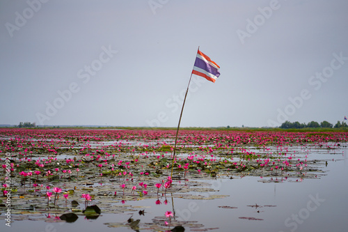 Red lotus in Nonghan lake Kumphawapi, Udonthani Thailand photo