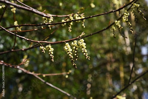 Stachyurus praecox is a deciduous shrub that blooms in spring with light yellow spikelets hanging down.