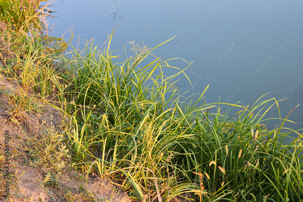 Tall green grass grows near blue water of the river. Closeup of grass on the background of river. Nature grass near the river