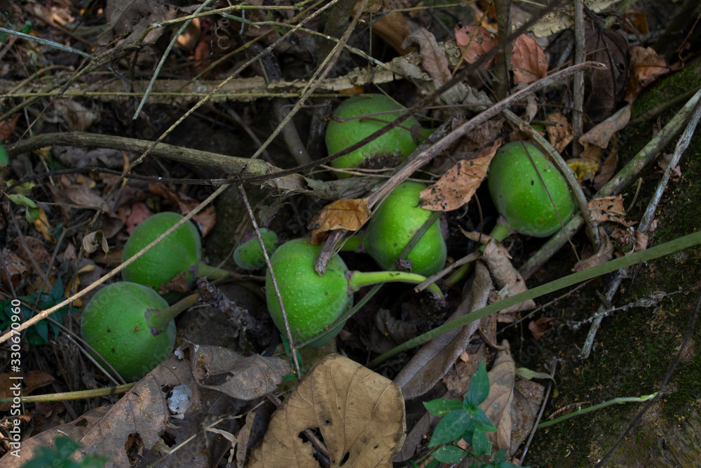 Figs in the forest, Thailand