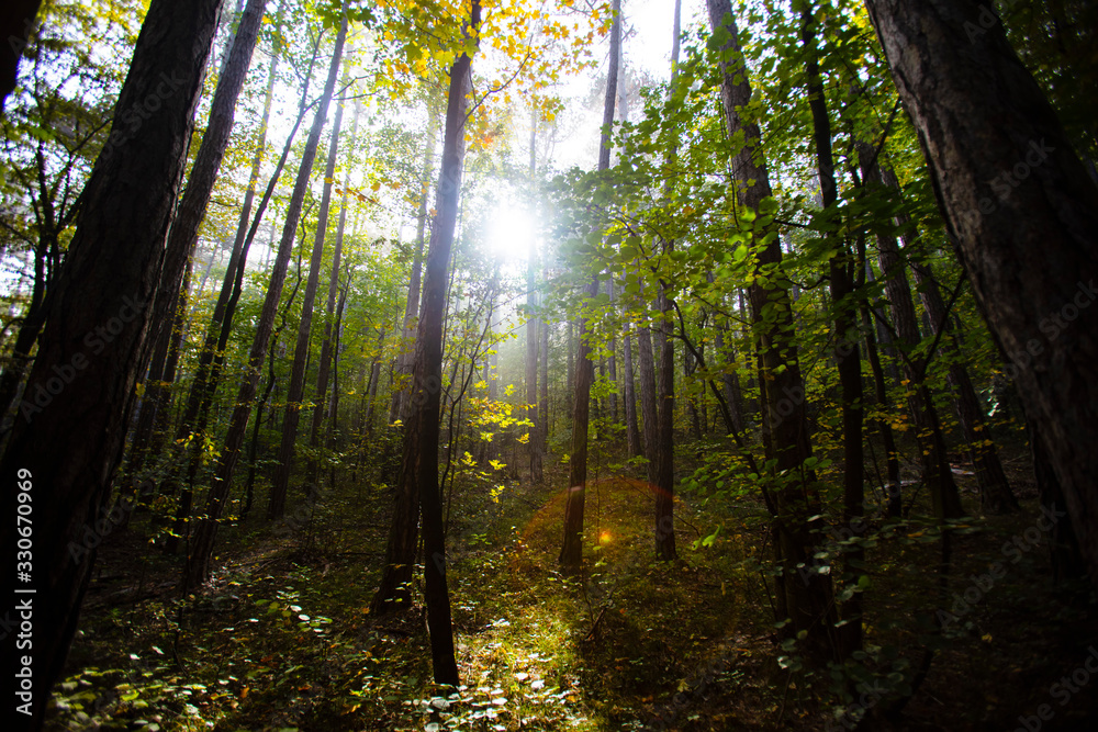 Naklejka premium sun rays in green forest