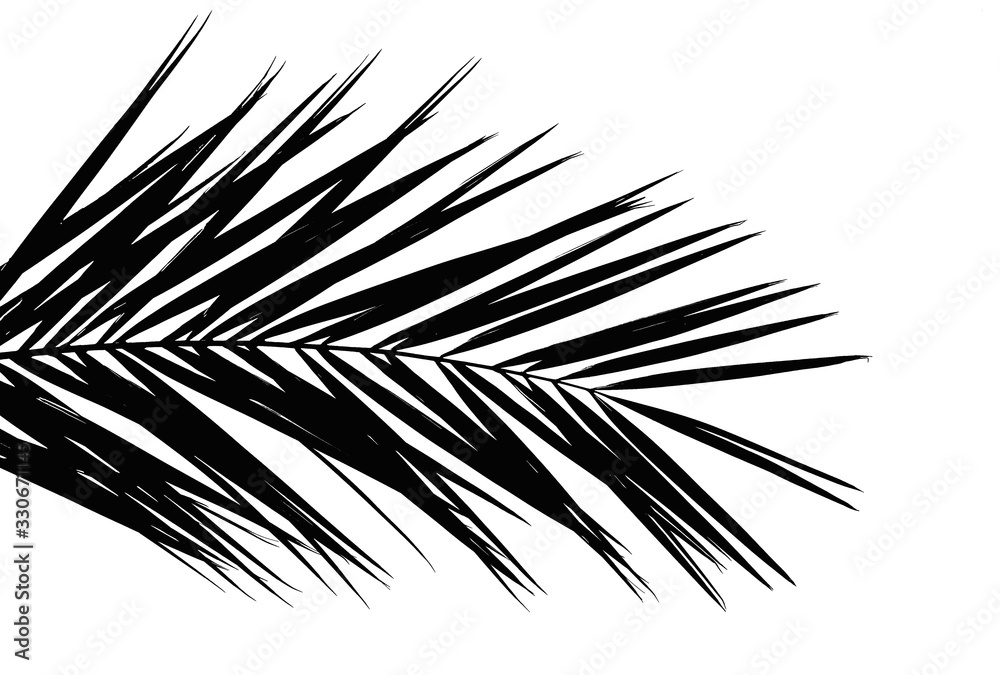 Fototapeta premium Black palm tree leaf isolated on white background