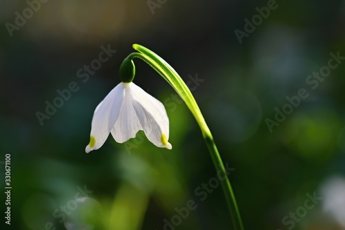 Spring snowflake (Leucojum vernum) Beautiful white spring flower in forest. Colorful nature background.
