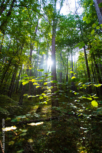 Fototapeta Naklejka Na Ścianę i Meble -  sun rays in green forest