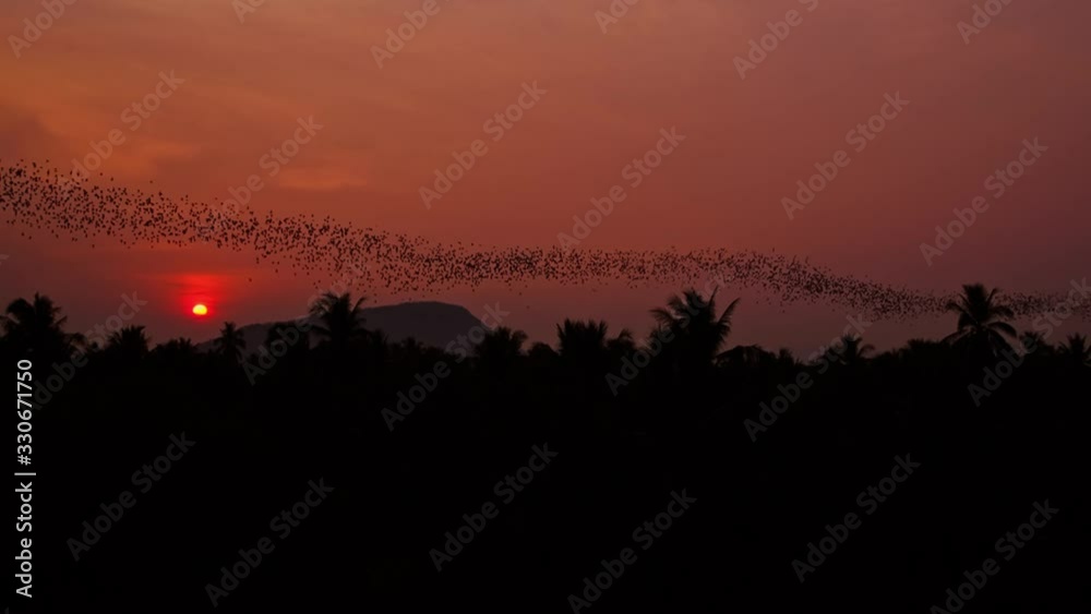 Thousands of bats fly together in a colony streaming through the sky with a vibrant red setting sun in the background in Battambang, Cambodia. Thousands of bats fly together in a colony streaming through the sky with a vibrant red setting sun in the background in Battambang, Cambodia.