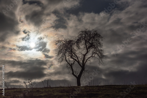 Bare tree on a hill with sun behind the clouds