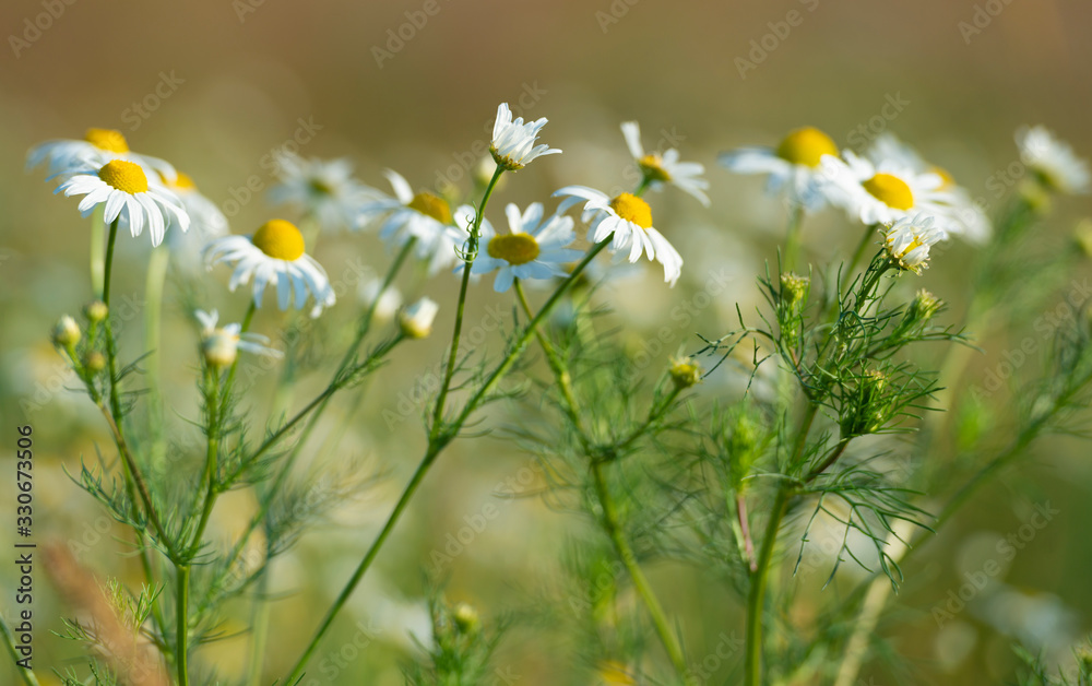 Beautiful daisy or chamomile flowers.