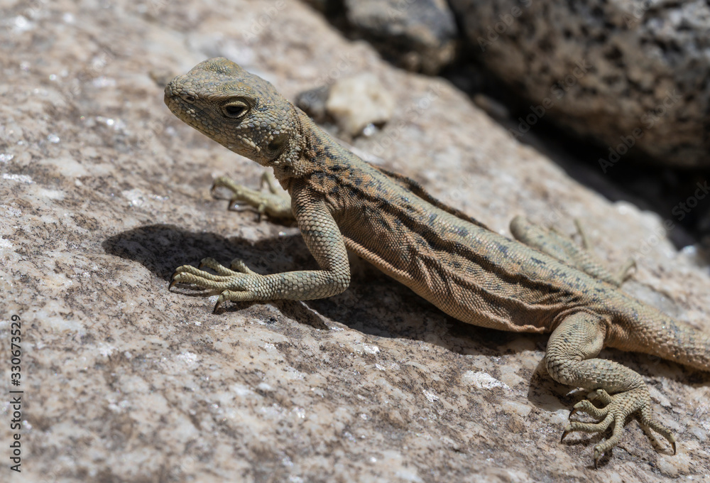 Lizard Wakhan Corridor Lizard Wakhan Corridor