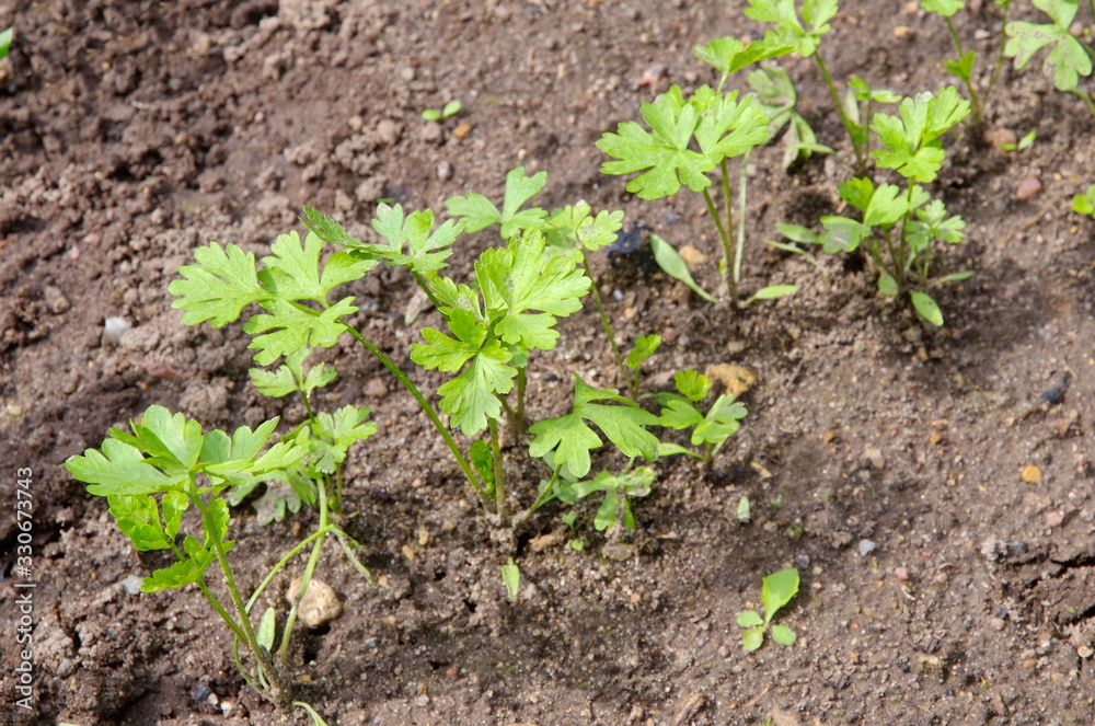 Young parsley greens grow in the garden Young parsley greens grow in the garden
